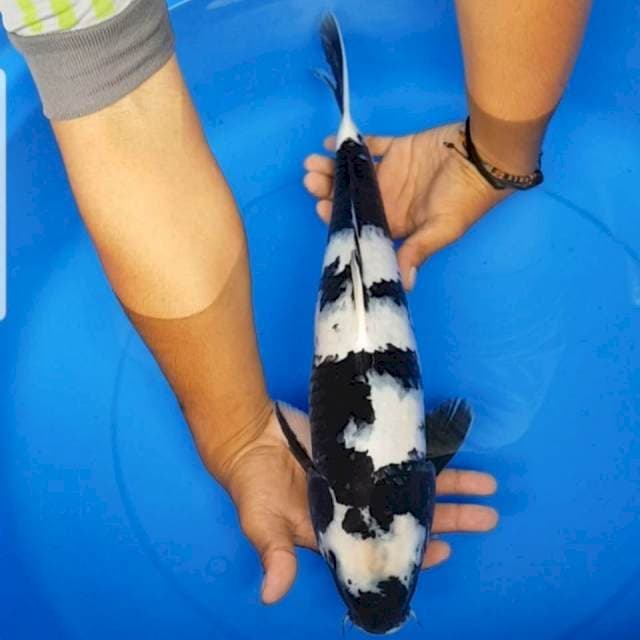 Shiro 45 cm