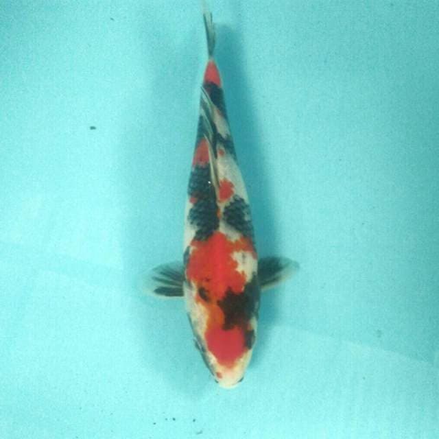 Kindai Showa, 24 cm