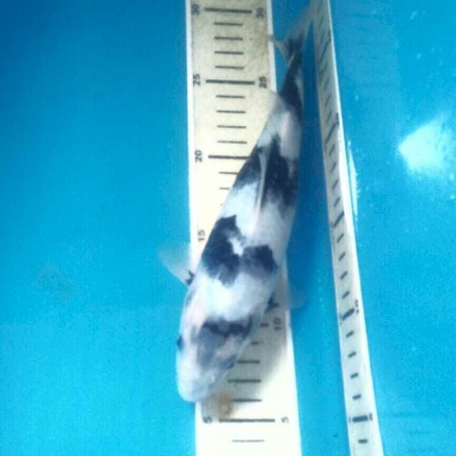 Shiro Ready Show, 25 cm