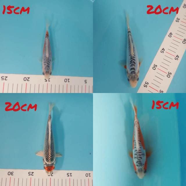 Mix siip 4 ekor