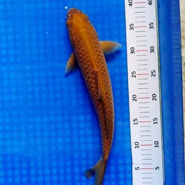 Penjinak kolam jumbo
