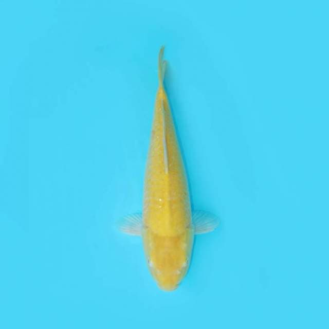 KARASHI 42 CM FEMALE