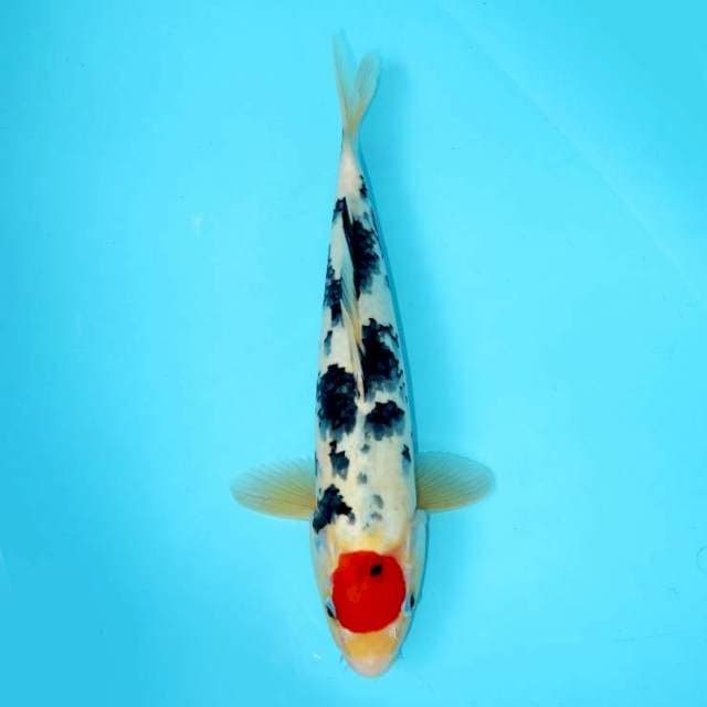 TANCHO SANKE ORIGINAL 38 CM FEMALE