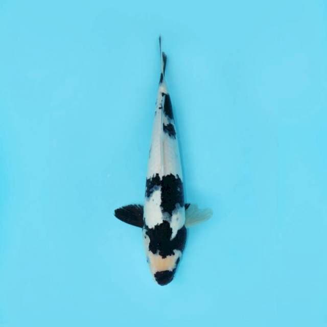 SHIRO KUCHISUMI 40 CM
