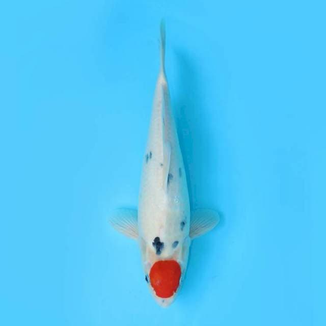 TANCHO SHOWA TATEGOI 45 CM