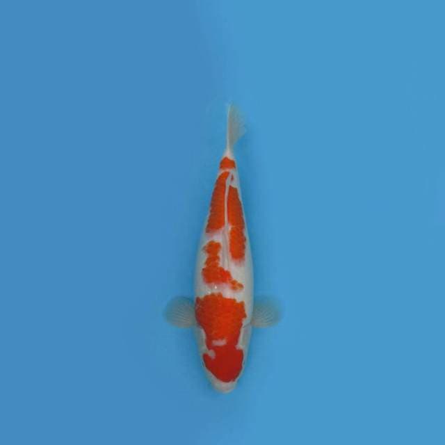 BKS ( KOHAKU BULKY 43 CM )