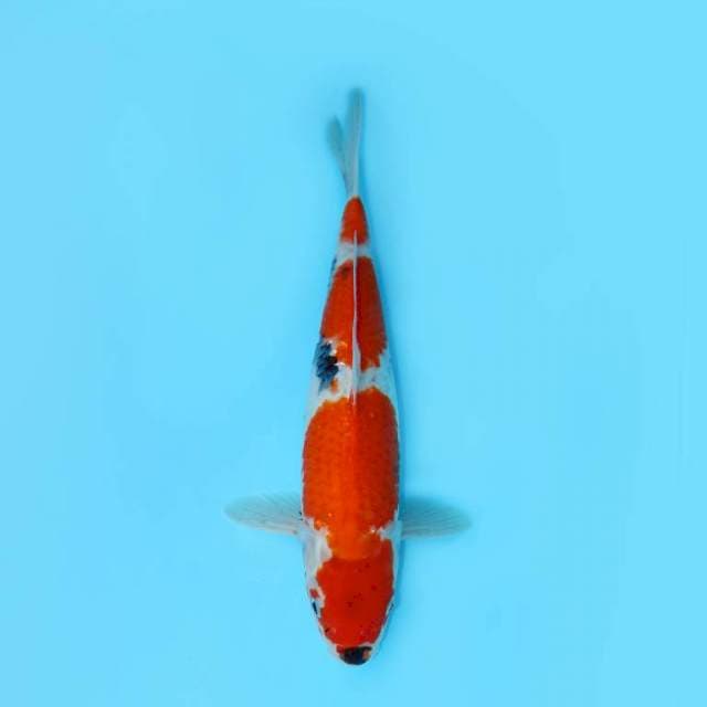 SHOWA TATEGOI 41 CM FEMALE
