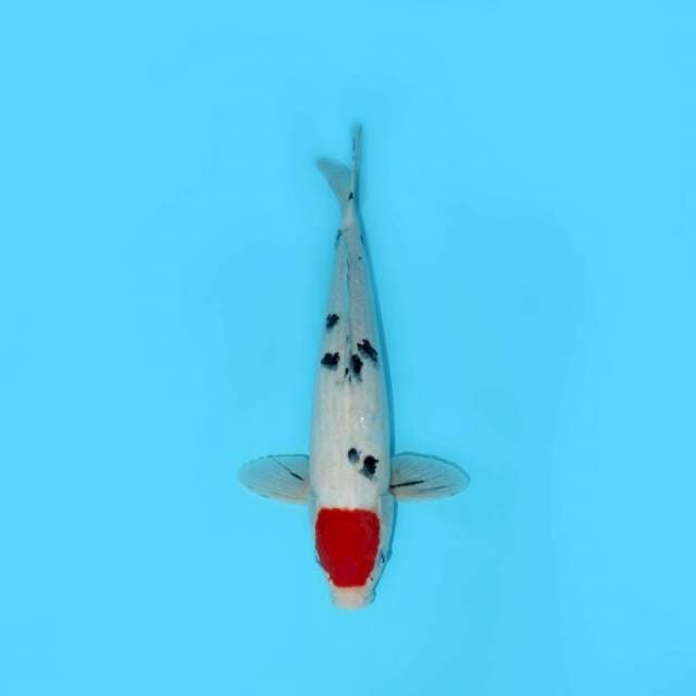 TANCHO SANKE MALE 33 CM