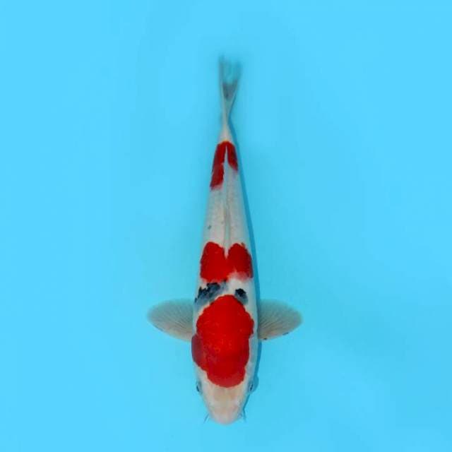 SANKE MALE 35 CM