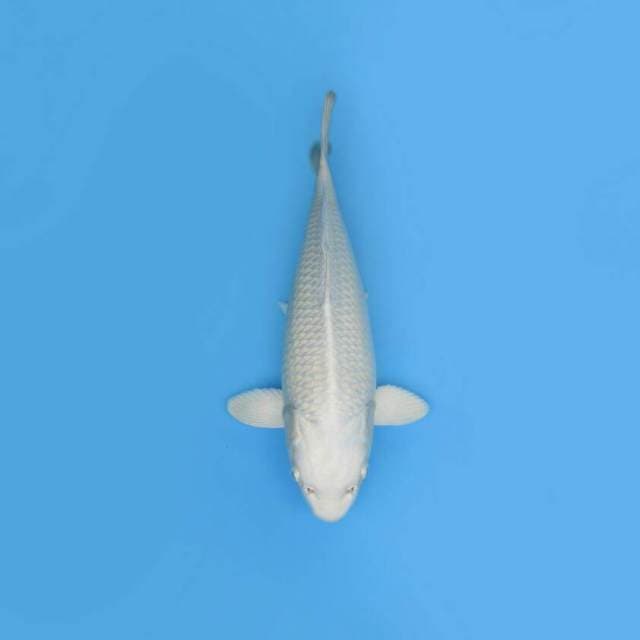 BKS ( PLATINUM JUMBO TOSAI 45 CM )