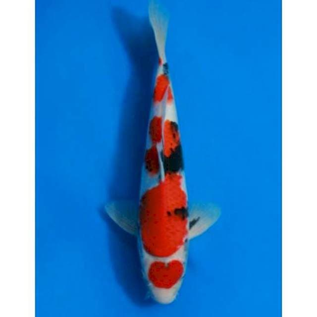 Maruten showa hq 32cm male