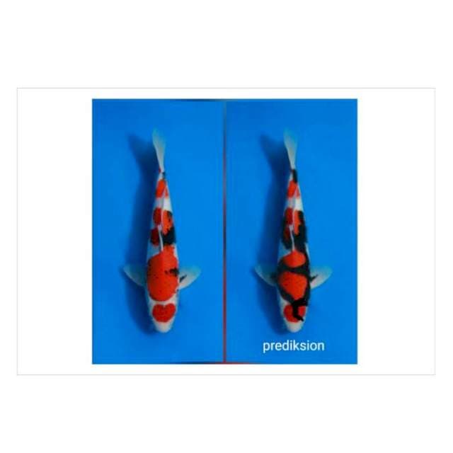 Maruten showa hq 32cm male