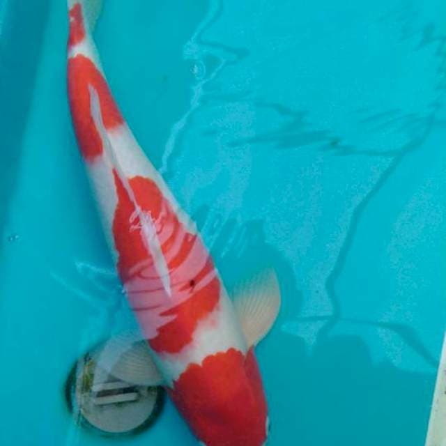 Kohaku, 45 cm
