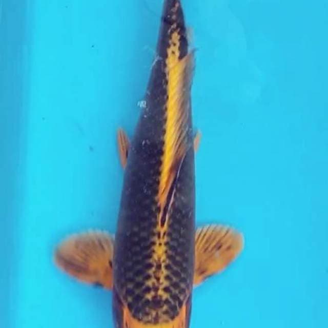 24 karat
