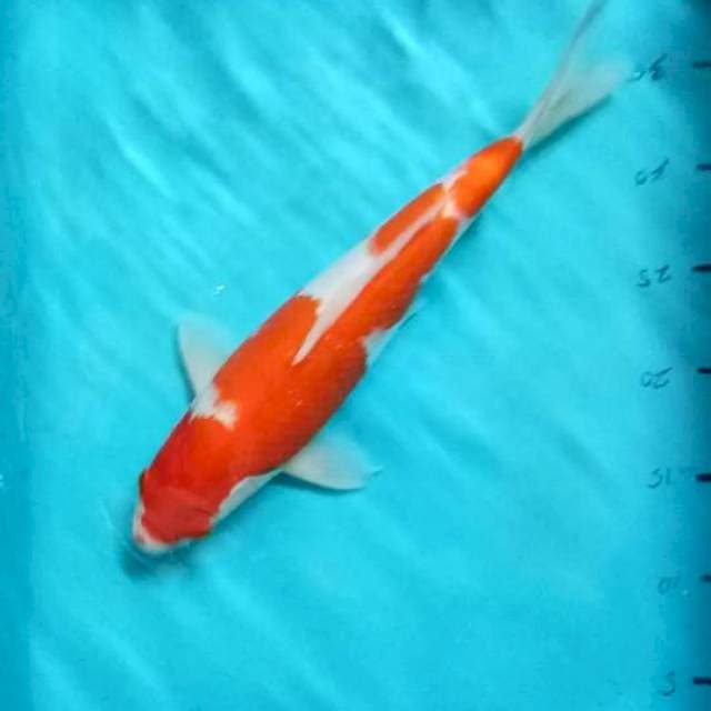 Kohaku orijinal