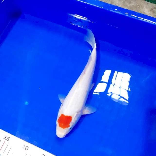 Original tancho 28 cm
