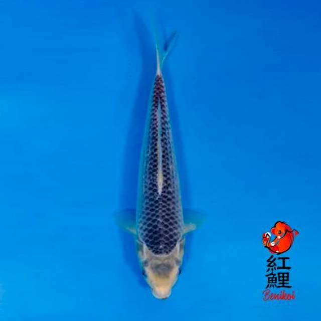 F1 Asagi 32cm
