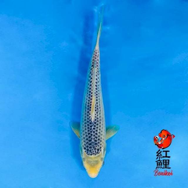 F1 Asagi 35cm