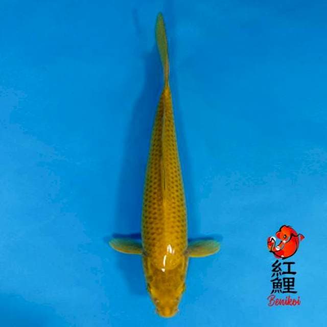 Midori 30cm