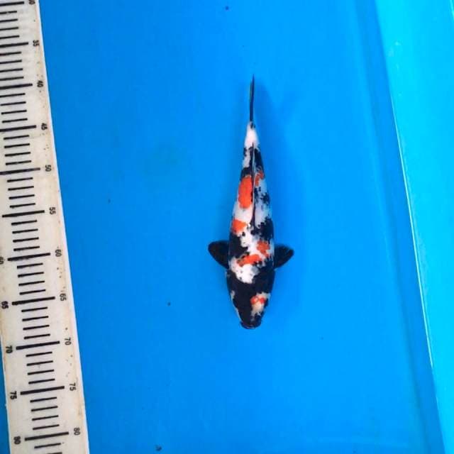 KINDAI SHOWA, 29cm male