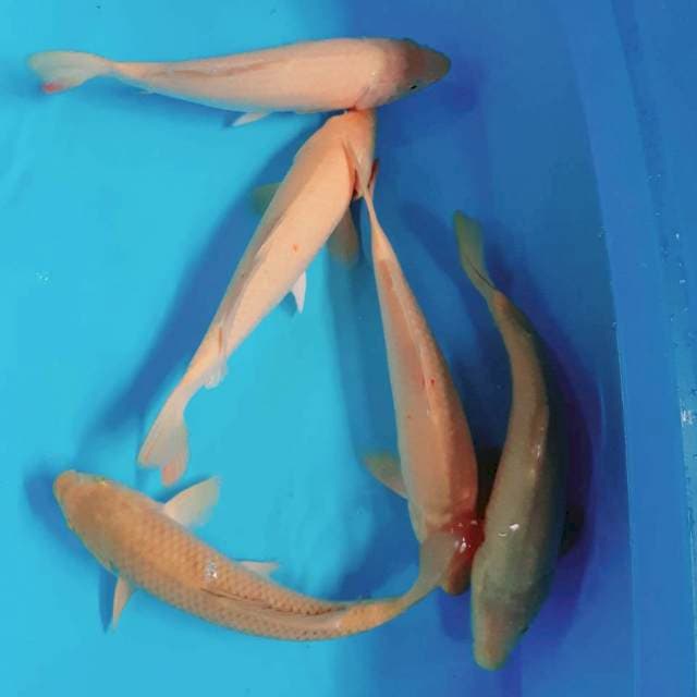 Midori 27 -30 cm