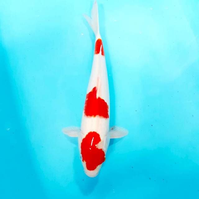 Kohakub3 step male