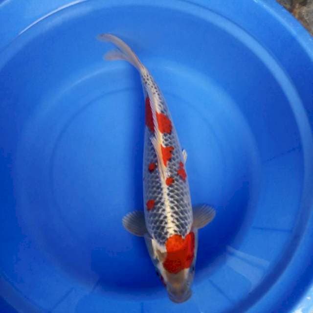 Jozz 39cm male