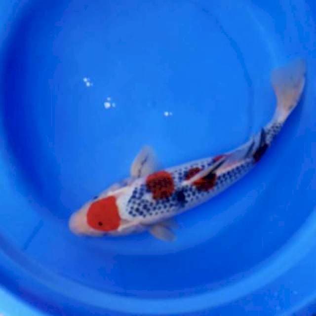 Antix 35cm male