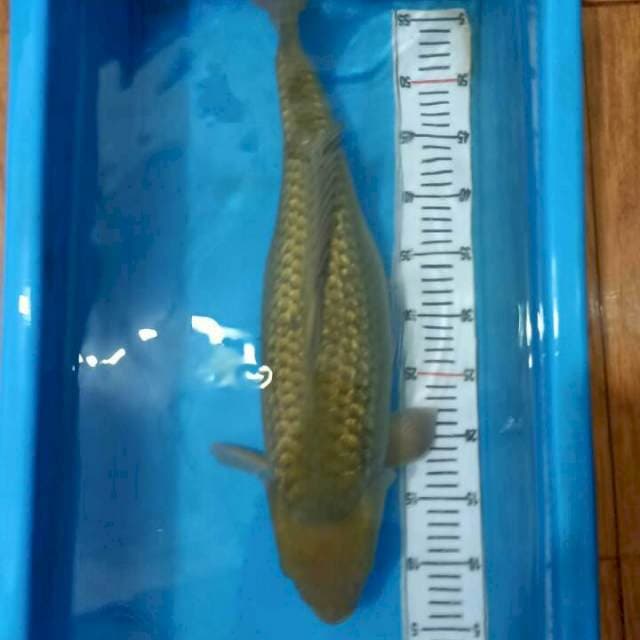Soragoi Ginrin Gendong Telur