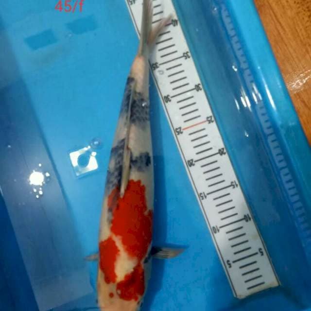 Showa Import Isa Koi Farm Serti