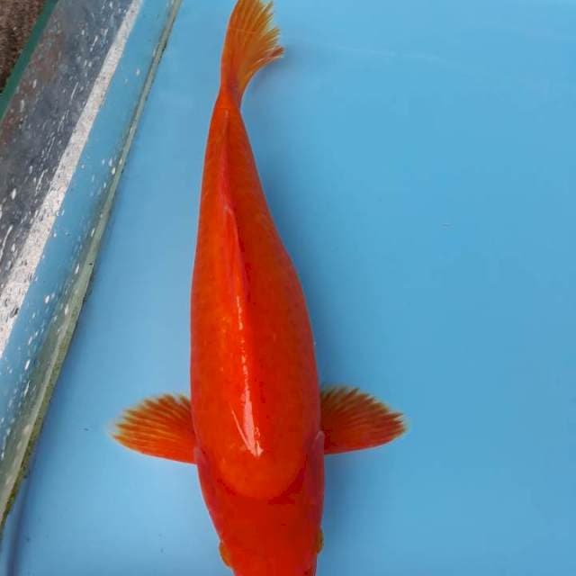 BENIGOI PLUS 36