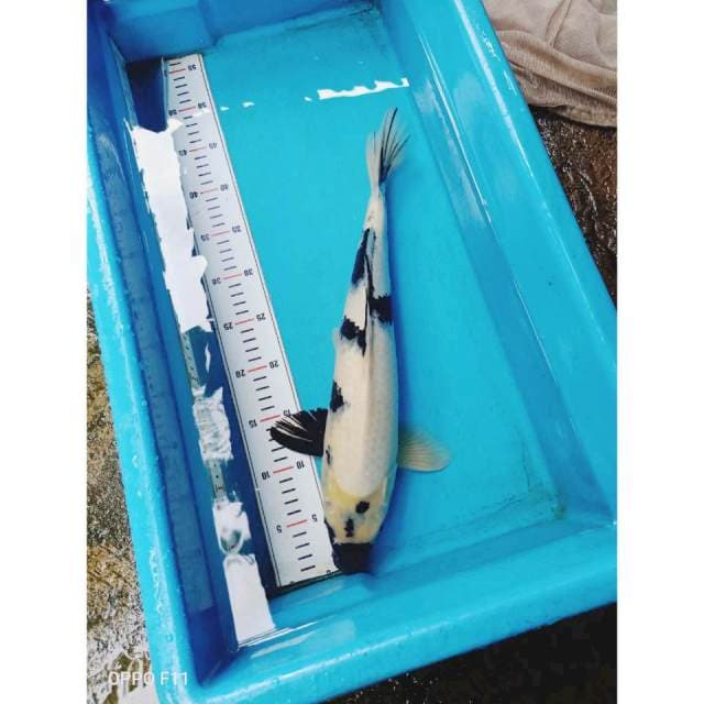Shiro 44cm