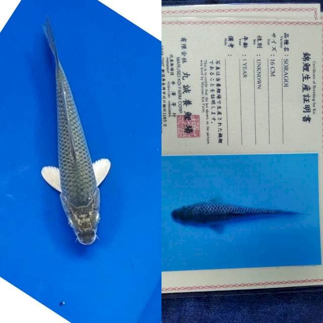 Soragoi import marusei