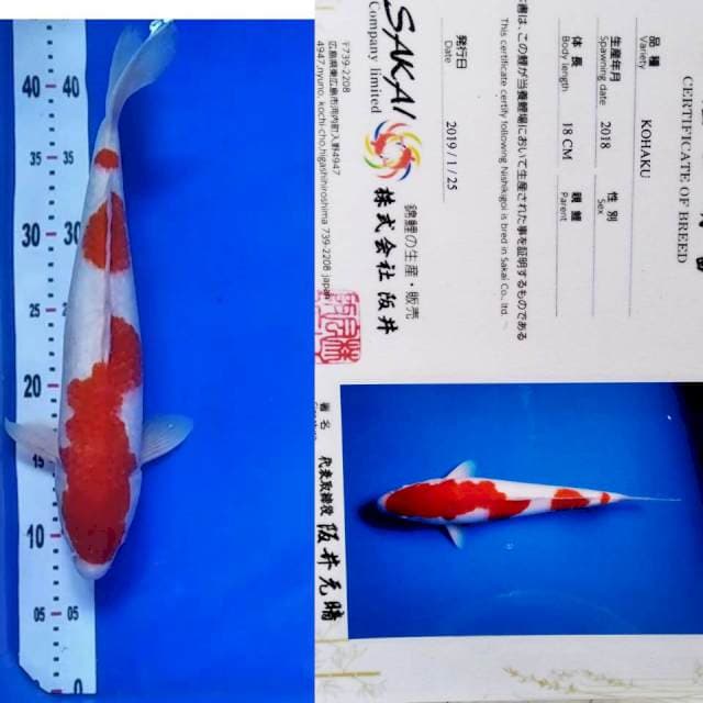 Kohaku import sakai