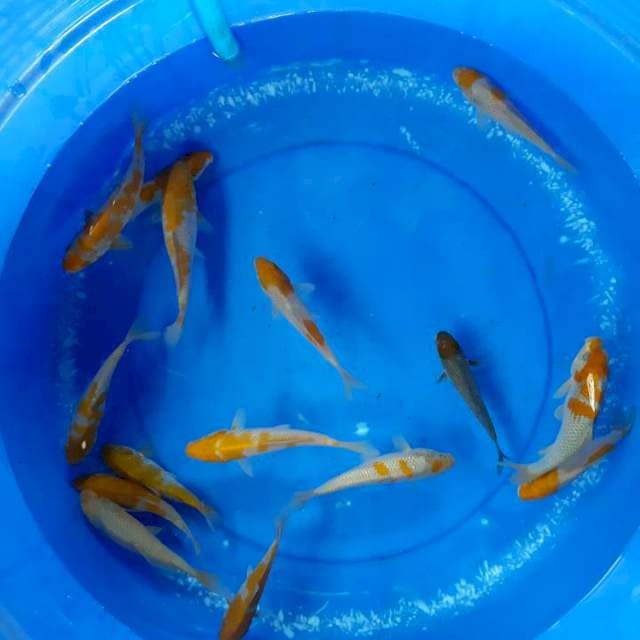 Mix koi 15 ekor