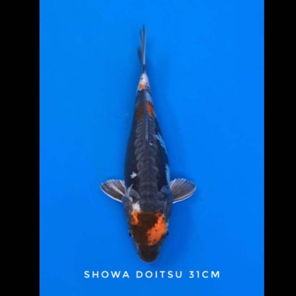 maruten showa doitsu 31cm