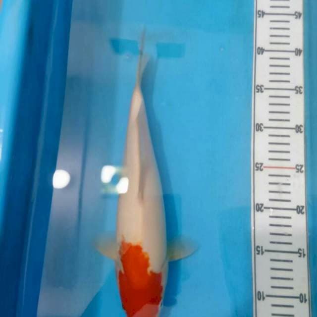 Tancho Kohaku