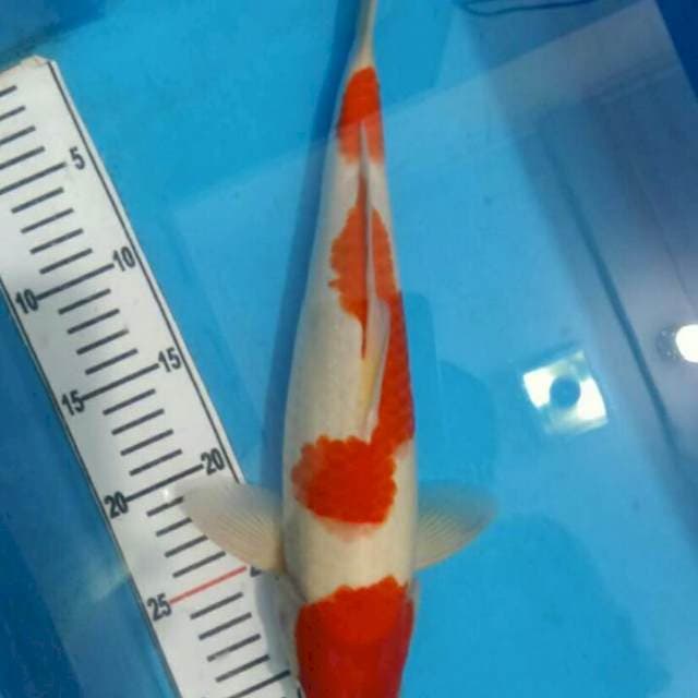 Kohaku