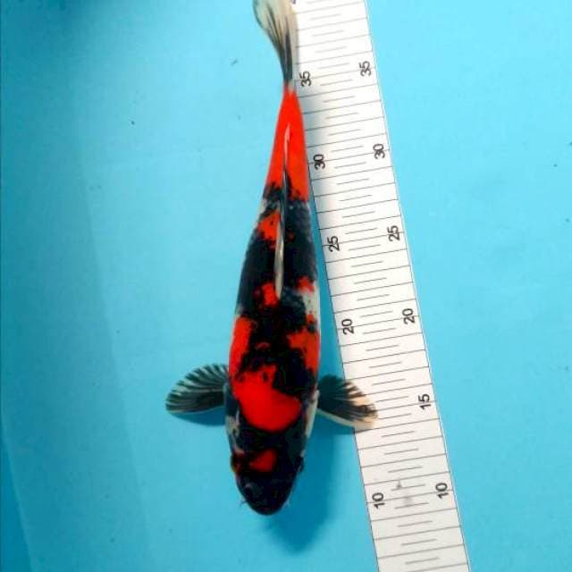 showa good sumi patern jantan