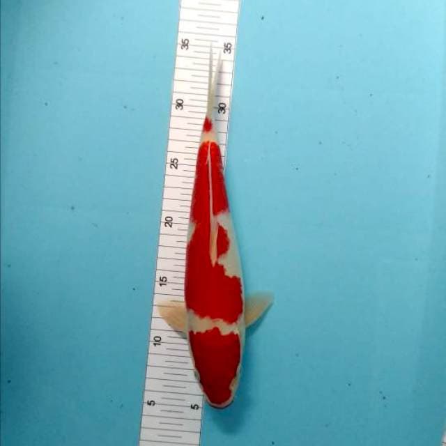 kohaku male stong menyala asli