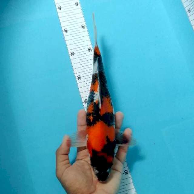 showa motogoro 30cm