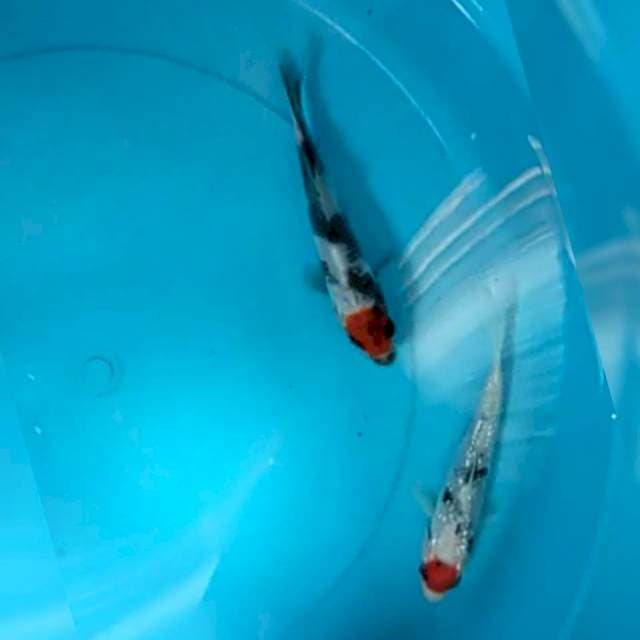 Tancho showa & tancho sanke 12cm siip