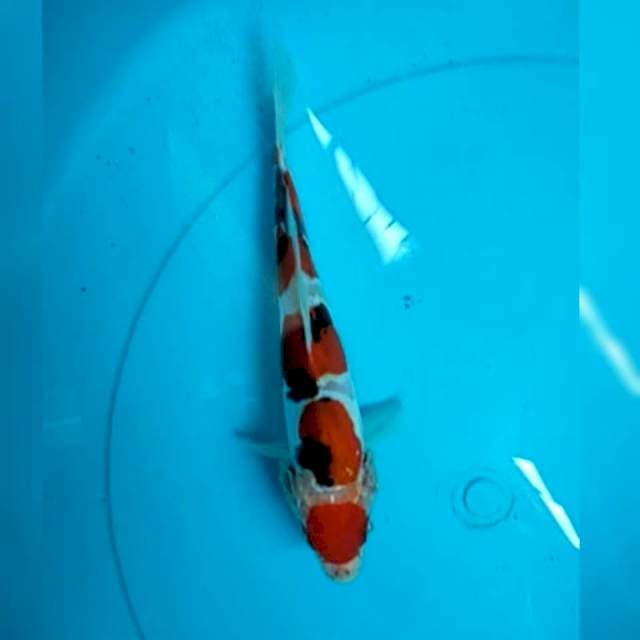 Maruten sanke siip 17cm (cutting basah)