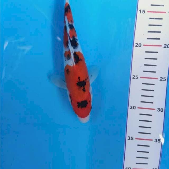 Sanke 23 cm