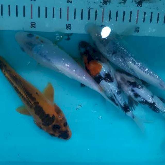 Mix koi Ginrin size 17 - 22
