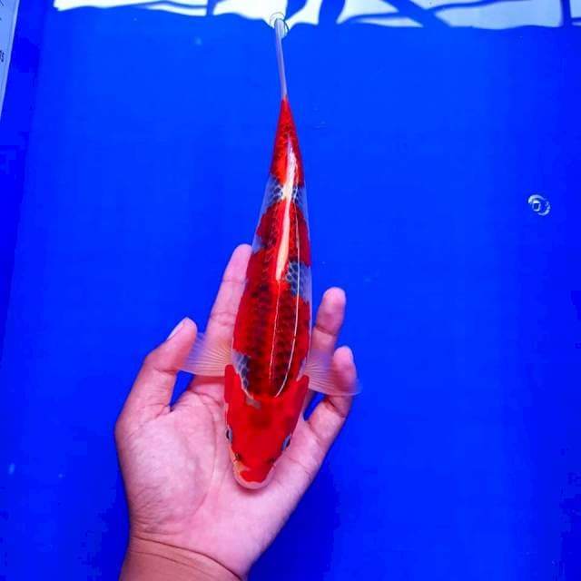 Ghosiki Racing Merah Strong 28cm