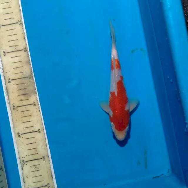 Gindrin kohaku