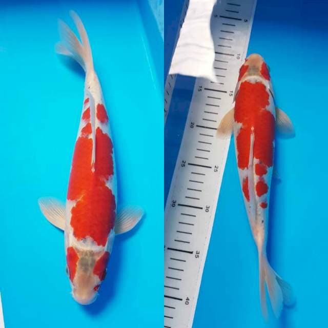 GOSHIKI 30cm MALE