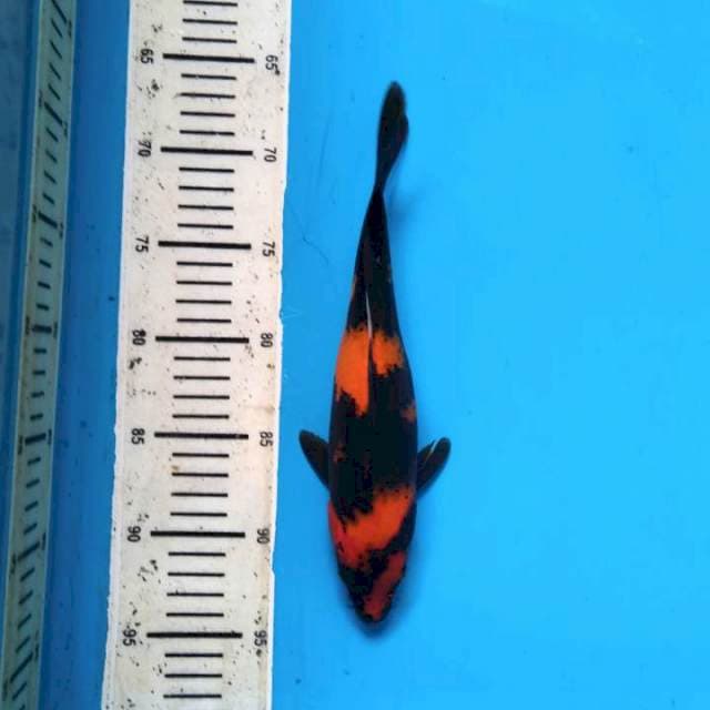Utsuri 26cm