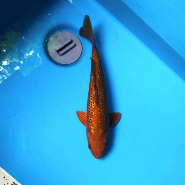 Ginrin chagoi 27cm
